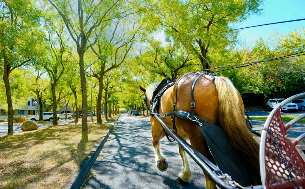 Cheval qui cours sous les arbes en milieu urbain