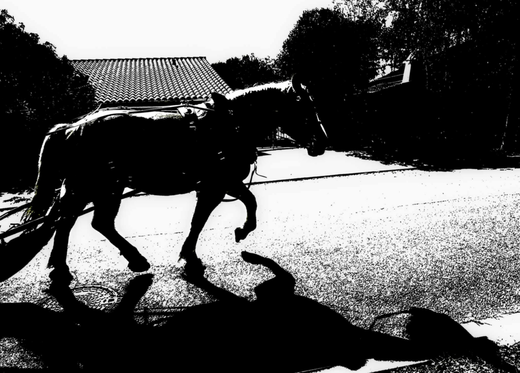 cheval silhouette noir et blanc